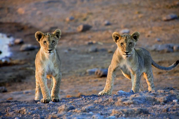 Twee leeuwenwelpen kijken naar me bij etosha Namibië africa — Stockfoto