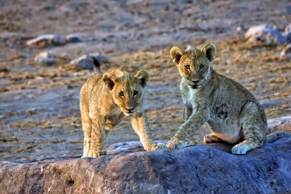 Dvě mláďata lva na mě při pohledu na etosha national park Namibie Afrika — Stock fotografie