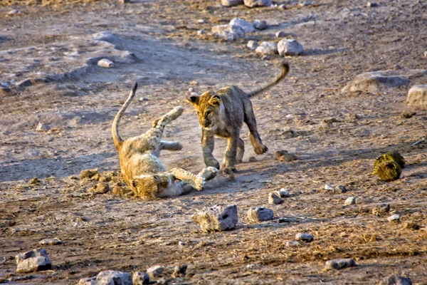 Etkin Milli Parkı Namibya Afrika'da oynayan iki aslan yavrusu — Stok fotoğraf