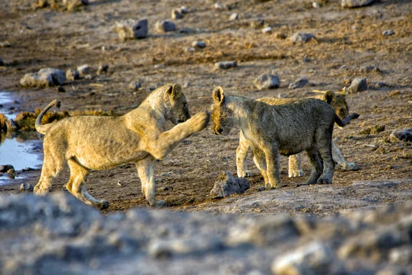Dwa lwy cub gra etosha national Park — Zdjęcie stockowe