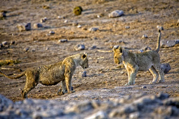 Két oroszlán kölyök játszik az etosha nemzeti parkban Namíbia — Stock Fotó