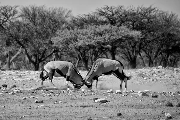 Två oryx kämpar på etosha national park namibia — Stockfoto