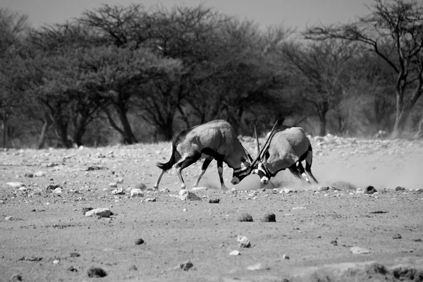 Dois oryx lutando no parque nacional de etosha namibia áfrica — Fotografia de Stock