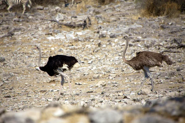 Duas avestruzes no parque nacional de etosha namibia — Fotografia de Stock