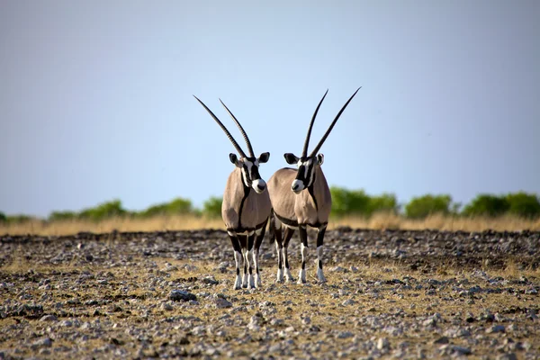 Dva oryx v etosha national park Namibie — Stock fotografie