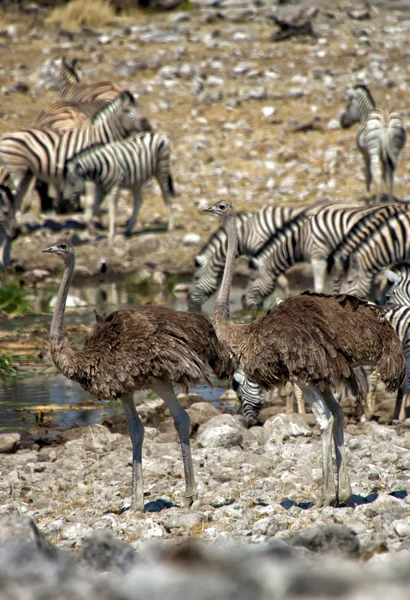 Dos avestruz cerca de un pozo de agua en etosha parque nacional namibia —  Fotos de Stock