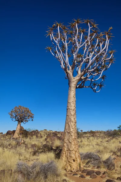Two quiver trees at quiver tree forest namibia — Stock Photo, Image