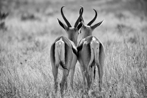Dois springbok em preto e branco no parque nacional de etosha namibia — Fotografia de Stock