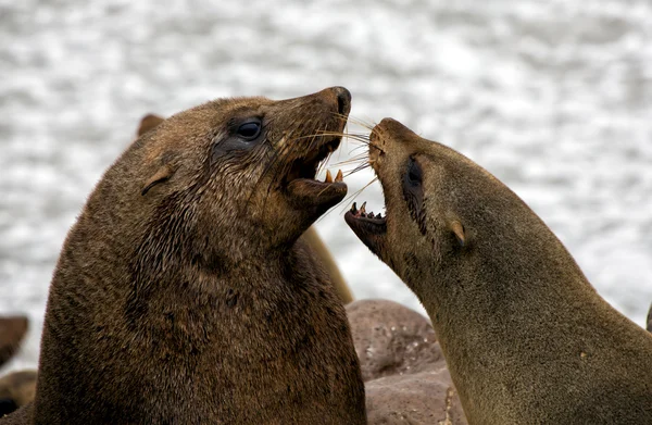 Due foche combattono sulla spiaggia a Cape Cross Seal Reserve vicino allo scheletro — Foto Stock