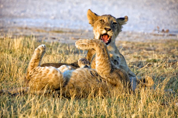 Dois filhotes de leão jovens que jogam no parque nacional de etosha namibia — Fotografia de Stock