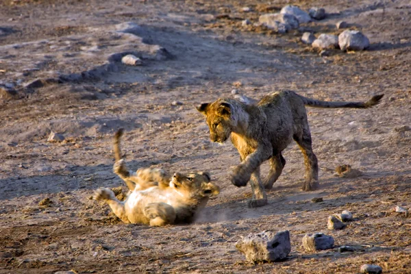 Dois leões jovens brincando no parque nacional de etosha namibia áfrica — Fotografia de Stock