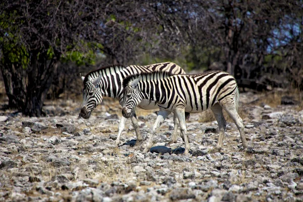 エトシャ国立公園の 2 つのシマウマ公園ナミビア — ストック写真