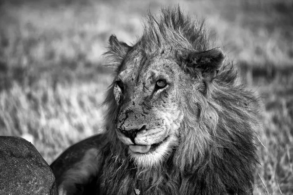 Witte en zwarte leeuw in het nationale park etosha namibia — Stockfoto