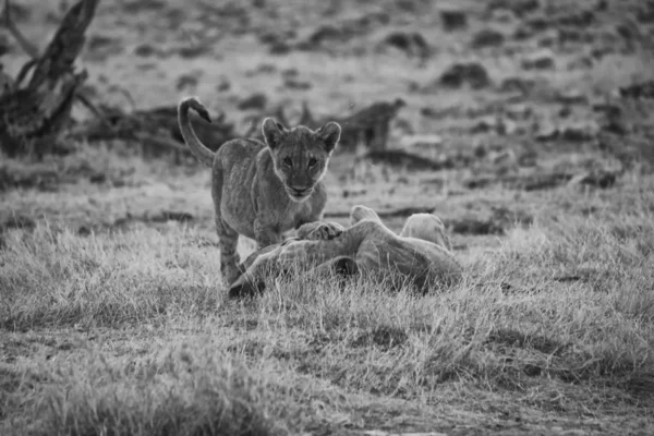 Jonge leeuw in zwart-wit in het nationale park etosha namibia — Stockfoto