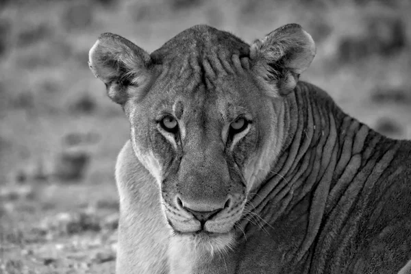 Vit anb svart ansikte av ett lejon på etosha national park namibia africa — Stockfoto