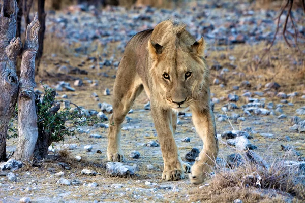 年轻的狮子看着我在非洲南部的埃托沙国家公园 — 图库照片