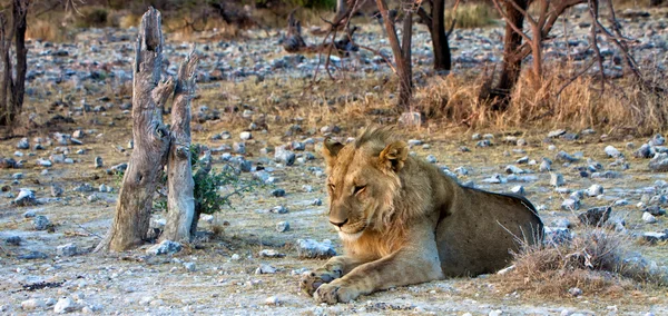एटोसा राष्ट्रीय उद्यान नामिबिया येथे झोपलेला तरुण सिंह — स्टॉक फोटो, इमेज