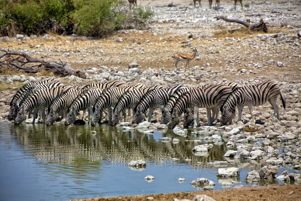 Zebra acqua potabile a okaukuejo parco nazionale namibia — Foto Stock