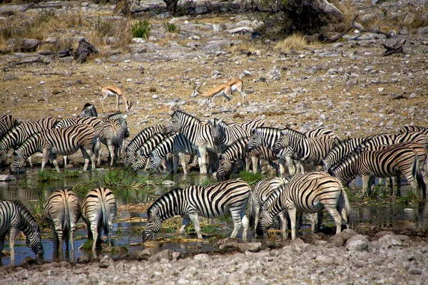 Afrika 'daki Etosha Ulusal Parkı' nda Zebra içme suyu — Stok fotoğraf