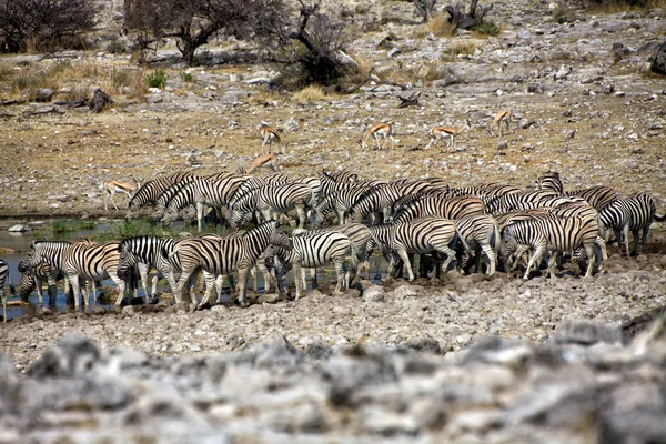 Zebra acqua potabile nel parco nazionale di Etosha namibia — Foto Stock
