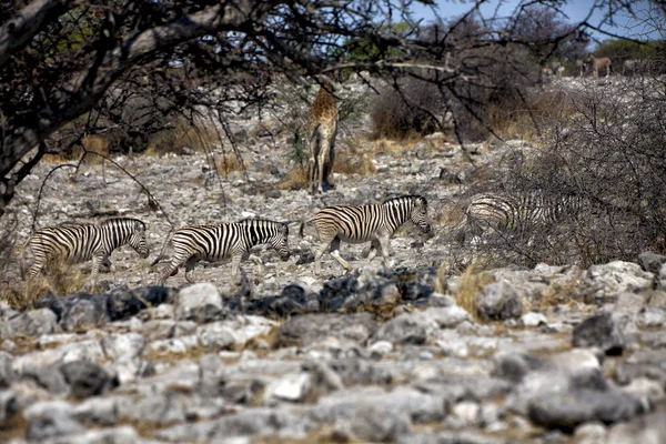 Etosha国家公园内的斑马 — 图库照片