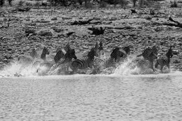 Cebra corriendo en un agujero de agua en el parque nacional etosha namibia —  Fotos de Stock