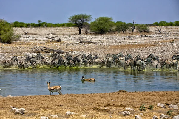在 okaukueho 埃托沙国家公园逃避水坑的斑马 — 图库照片