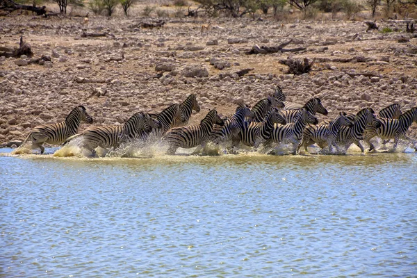 Zebra uruchomiony w otwór wody w etosha national park — Zdjęcie stockowe