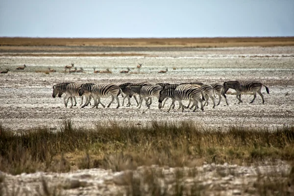Zebra spacery w etosha pan namibia — Zdjęcie stockowe
