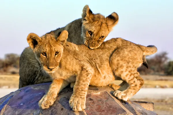 Deux lionceaux au trou d'eau chudob à etosha namibia africa Images De Stock Libres De Droits