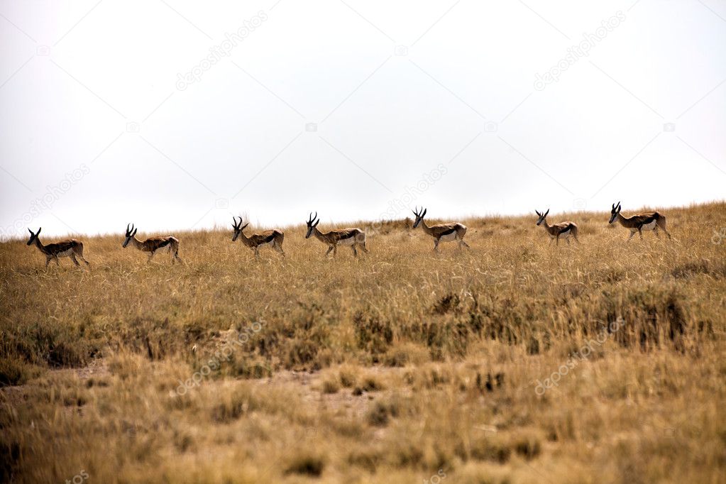 Springboks in etosha national park namibia