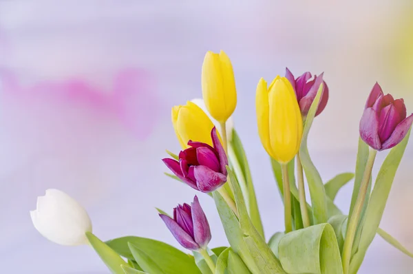 Tulips with great background — Stock Photo, Image