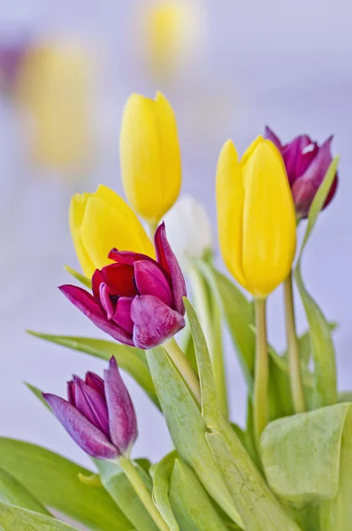 Tulips with great background — Stock Photo, Image