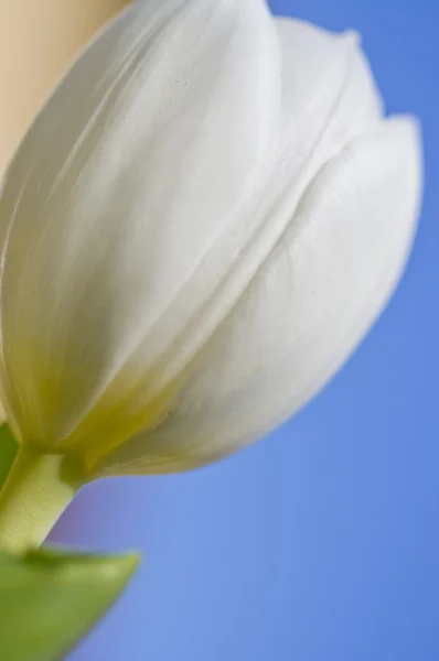 Tulip with great background — Stock Photo, Image