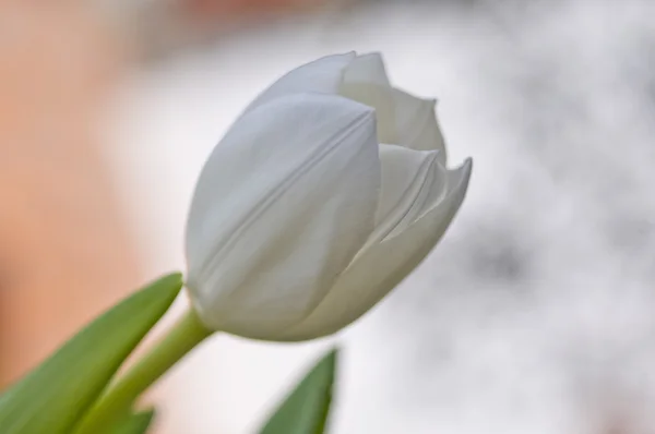 Tulip with great light — Stock Photo, Image