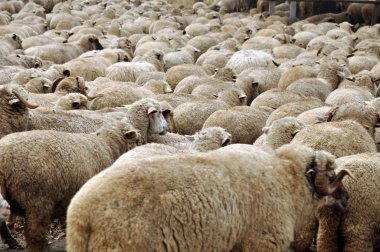 bir çiftlikte bir araya koyun sürüsü