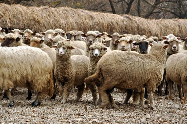 Mandria di pecore che si raduna in una fattoria — Foto Stock