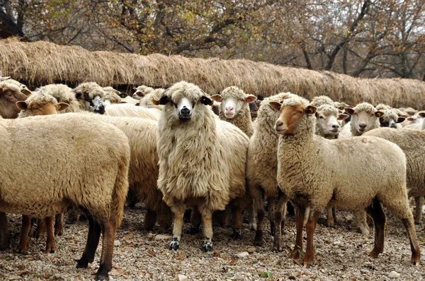 Mandria di pecore che si raduna in una fattoria — Foto Stock