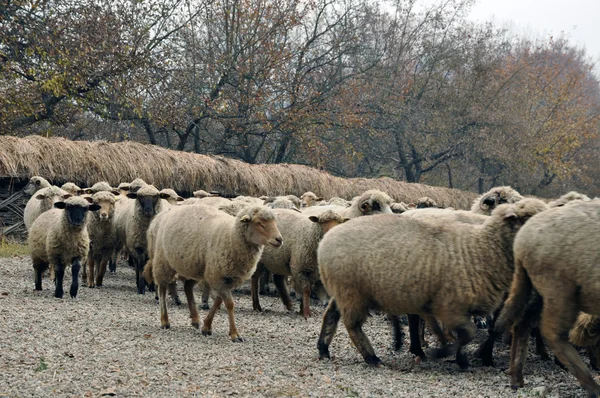 Troupeau de moutons rassemblés dans une ferme — Photo