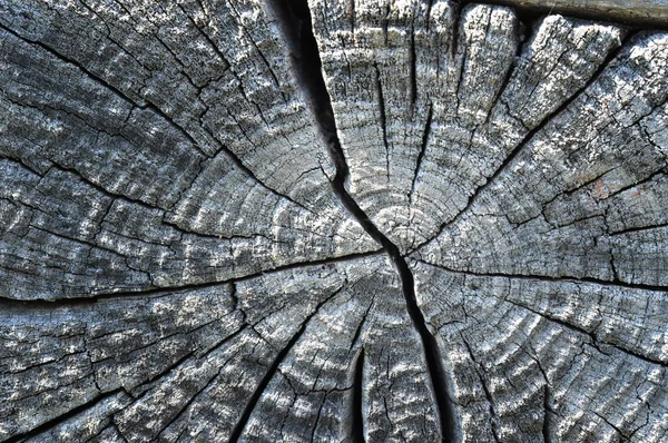 Kuiva puu puutavara luonnollinen tausta — kuvapankkivalokuva