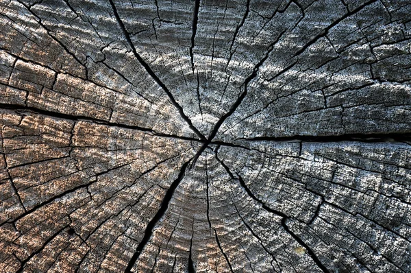 Kuiva puu puutavara luonnollinen tausta — kuvapankkivalokuva