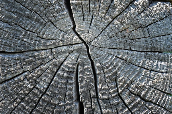 Madeira seca madeira fundo natural — Fotografia de Stock