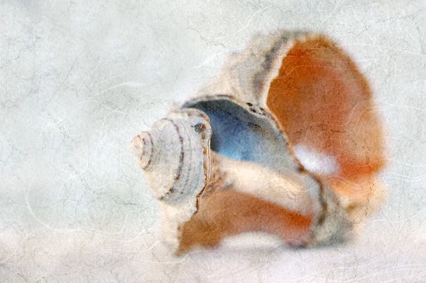 Carte postale Vintage avec escargot de mer — Photo