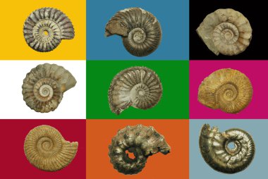 Different genres of ammonites clipart