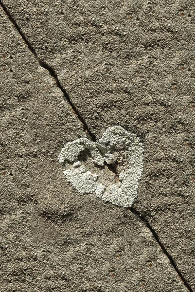 Lichen in form of heart on sandstone — Stock Photo, Image
