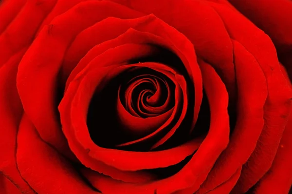 Czerwona róża z bliska — Zdjęcie stockowe