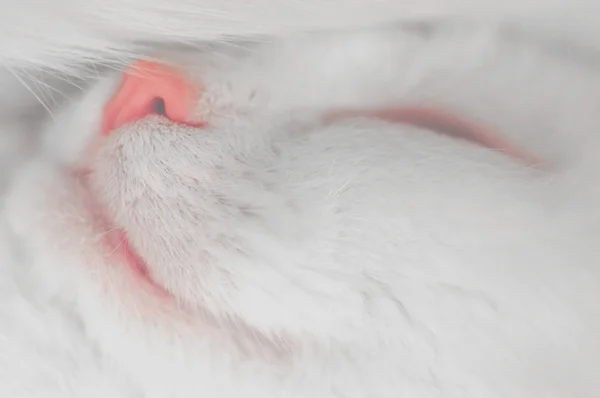 Linda dormindo gato branco — Fotografia de Stock