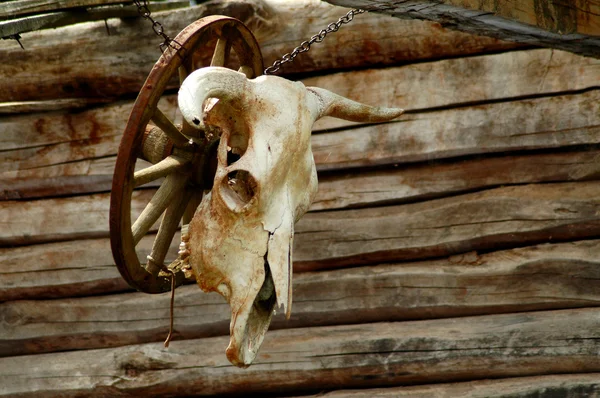 木製の背景に牛の頭蓋骨 — ストック写真