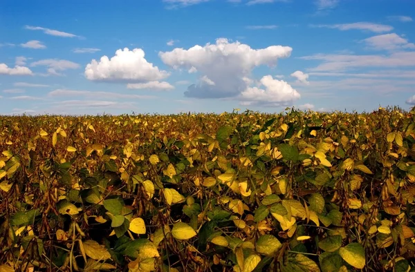 Field with intensive farming of bean — Stock Photo, Image