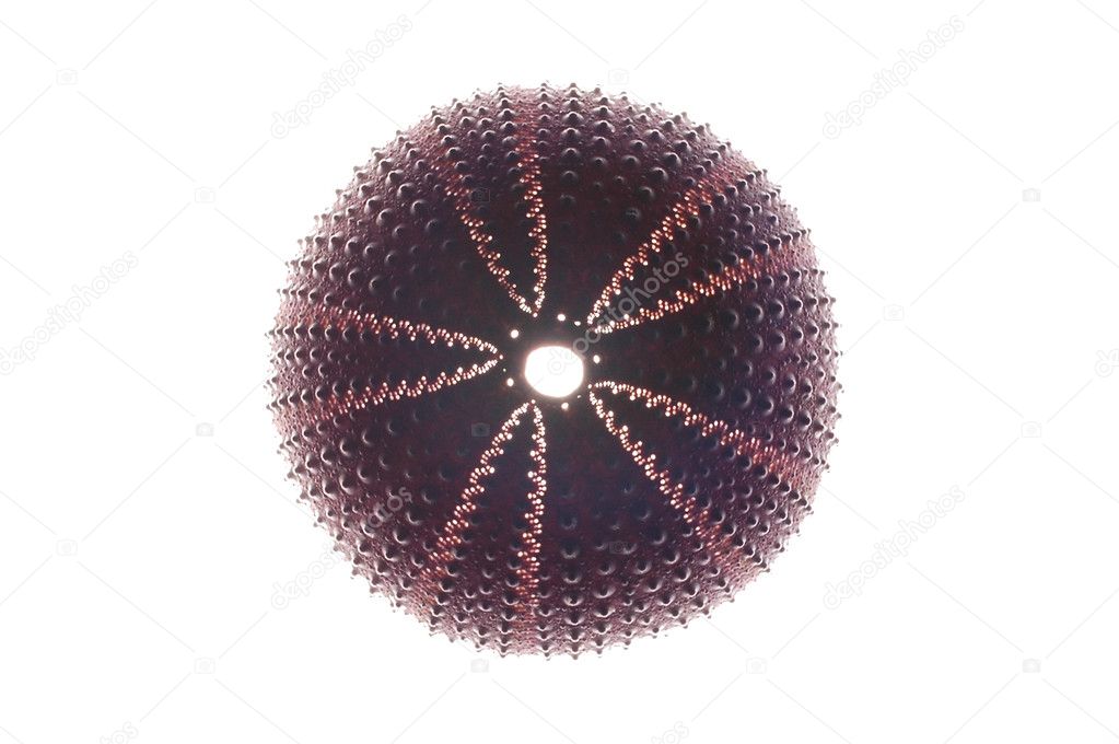 Violet sea urchin isolated on white